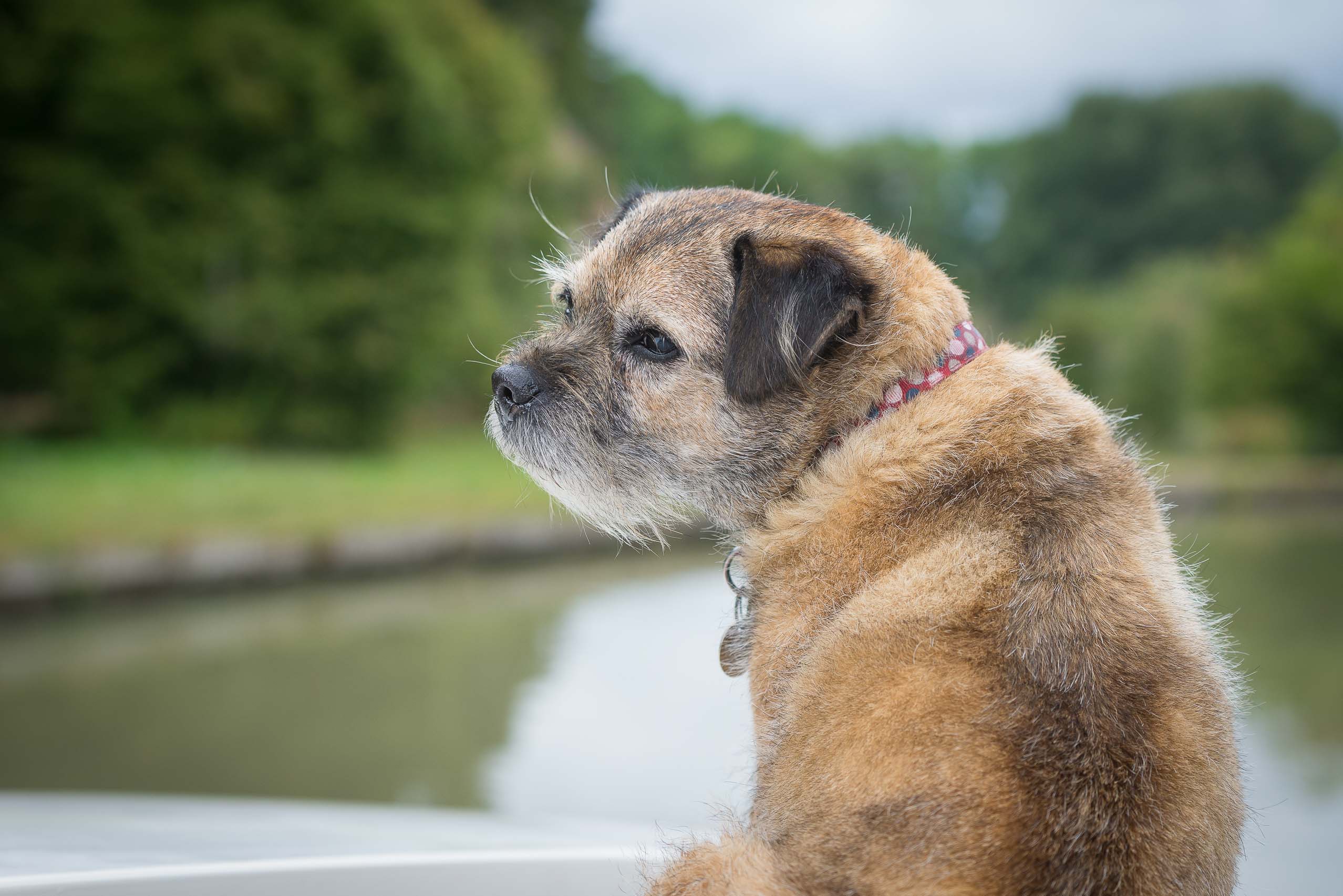 Hond mee op huurboot